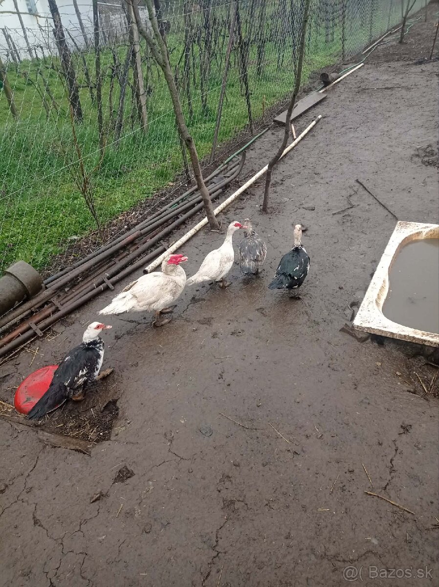 Predám čínske kačice a káčerov - 2