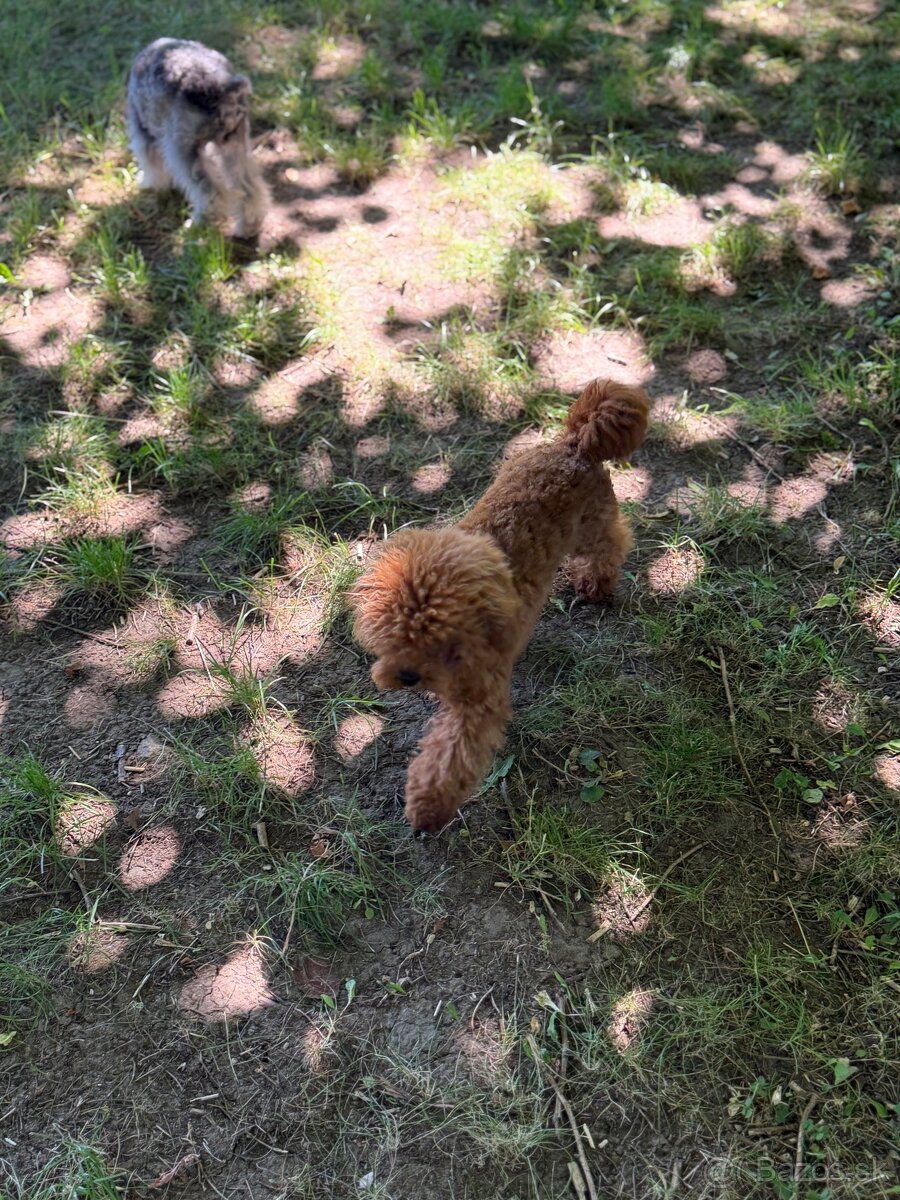 Maltipoo červený - 2