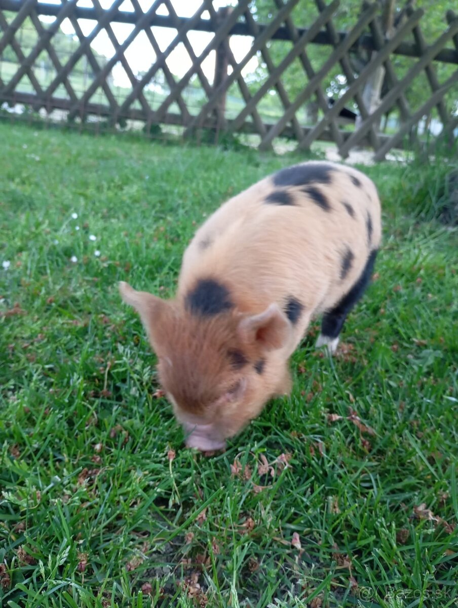 Kune Kune - selátka - 2
