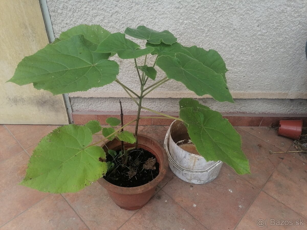 Paulownia - 2