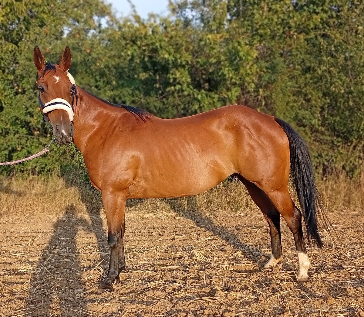 AQH klisna 7let - 2