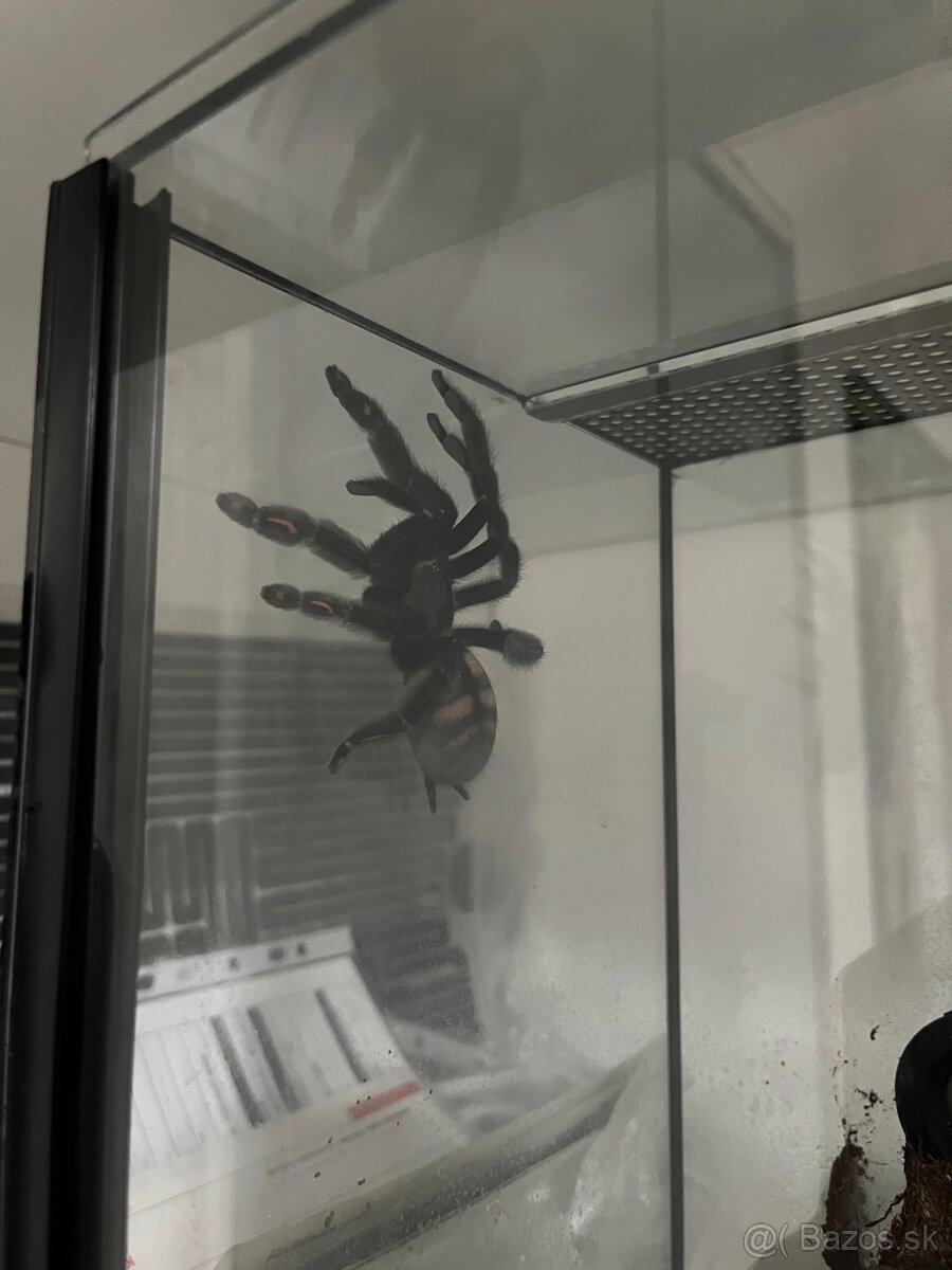 Pavúk / vtáčkar Psalmopoeus irminia - 2