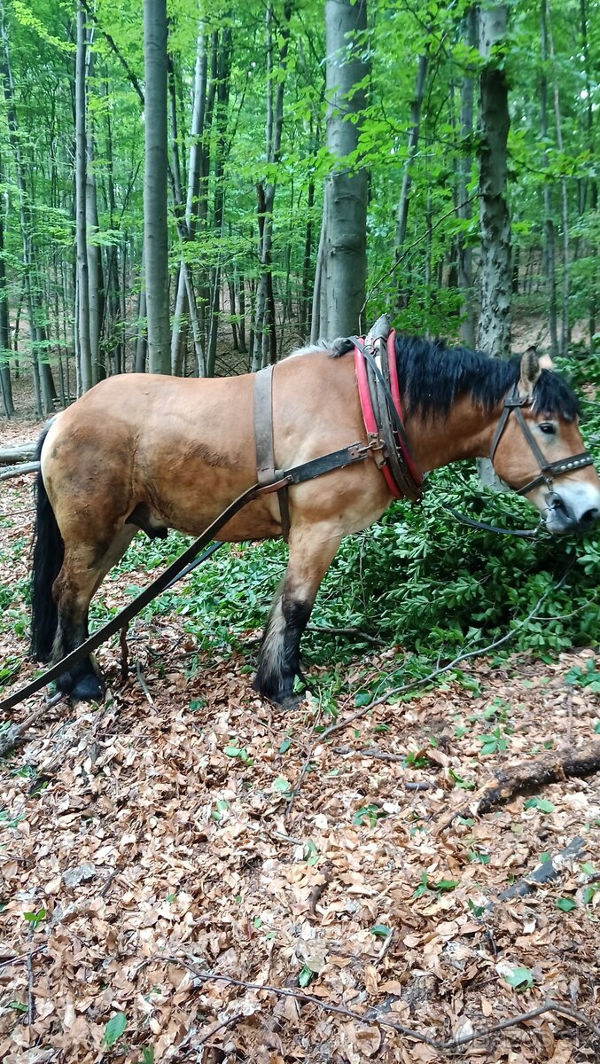 Predám ťažného koňa - 2