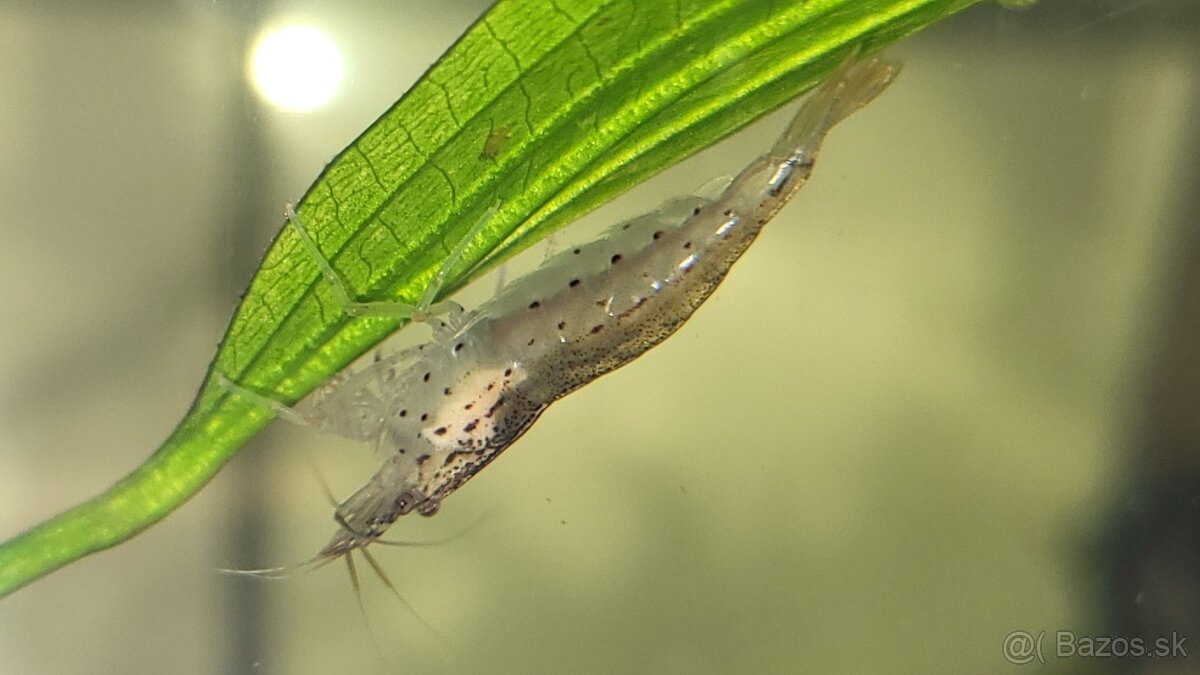Krevetky Caridina Multidentata (Amano, Japonica) - 2