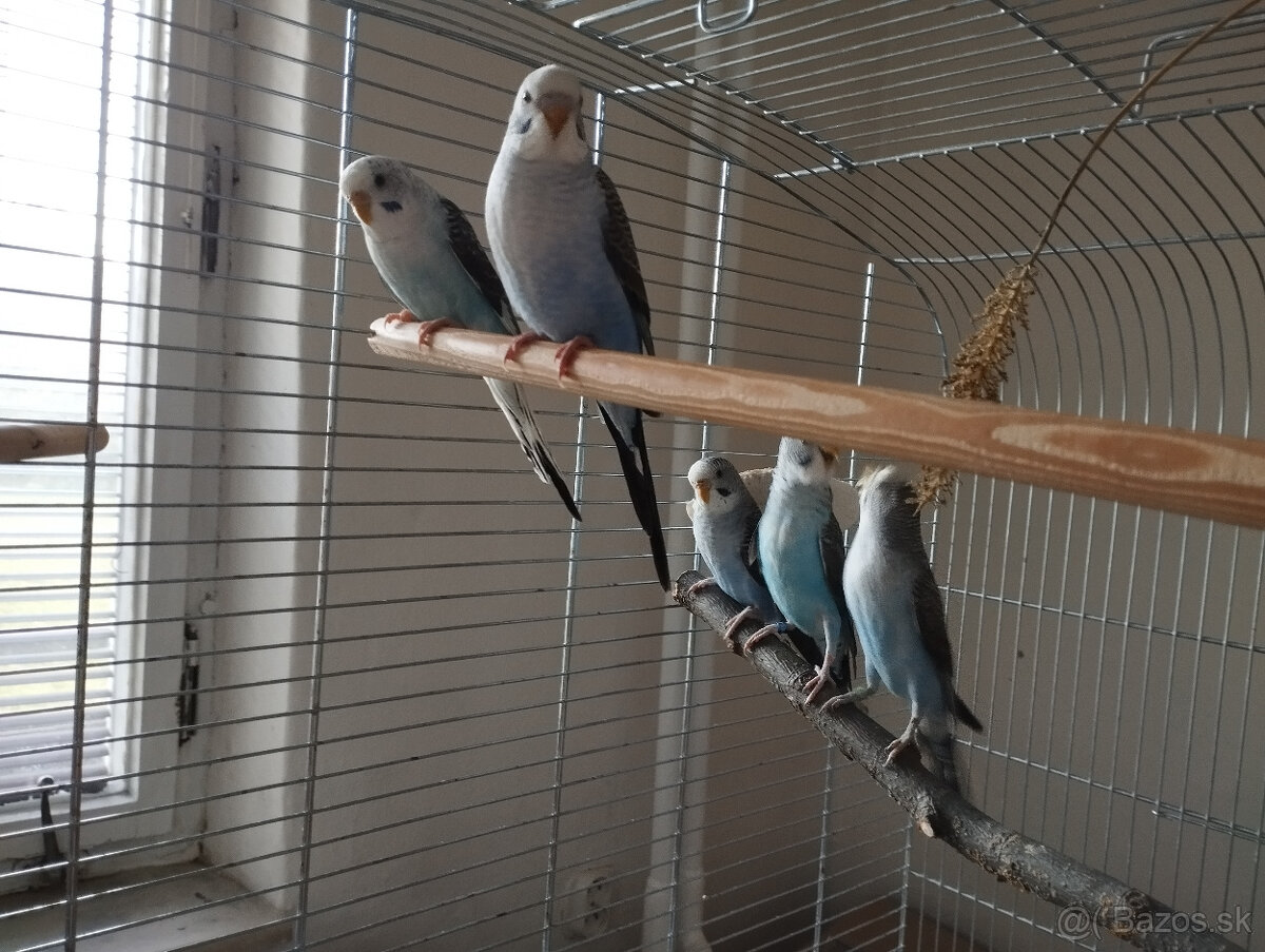 predám andulky čiernokrídle - 2