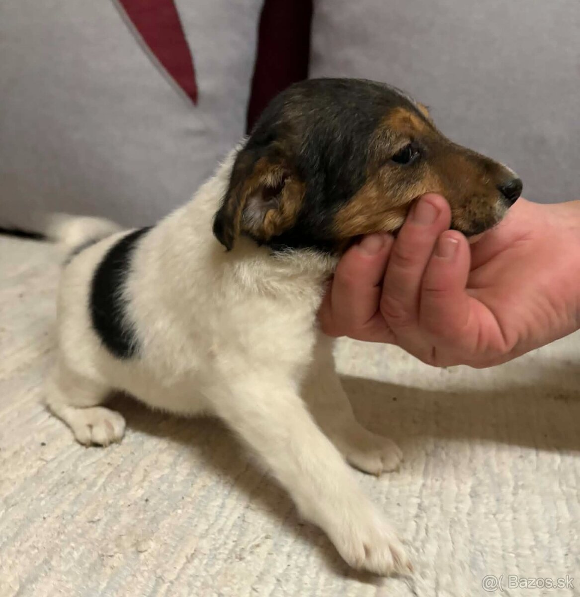 Hladkosrsty foxterier - 2