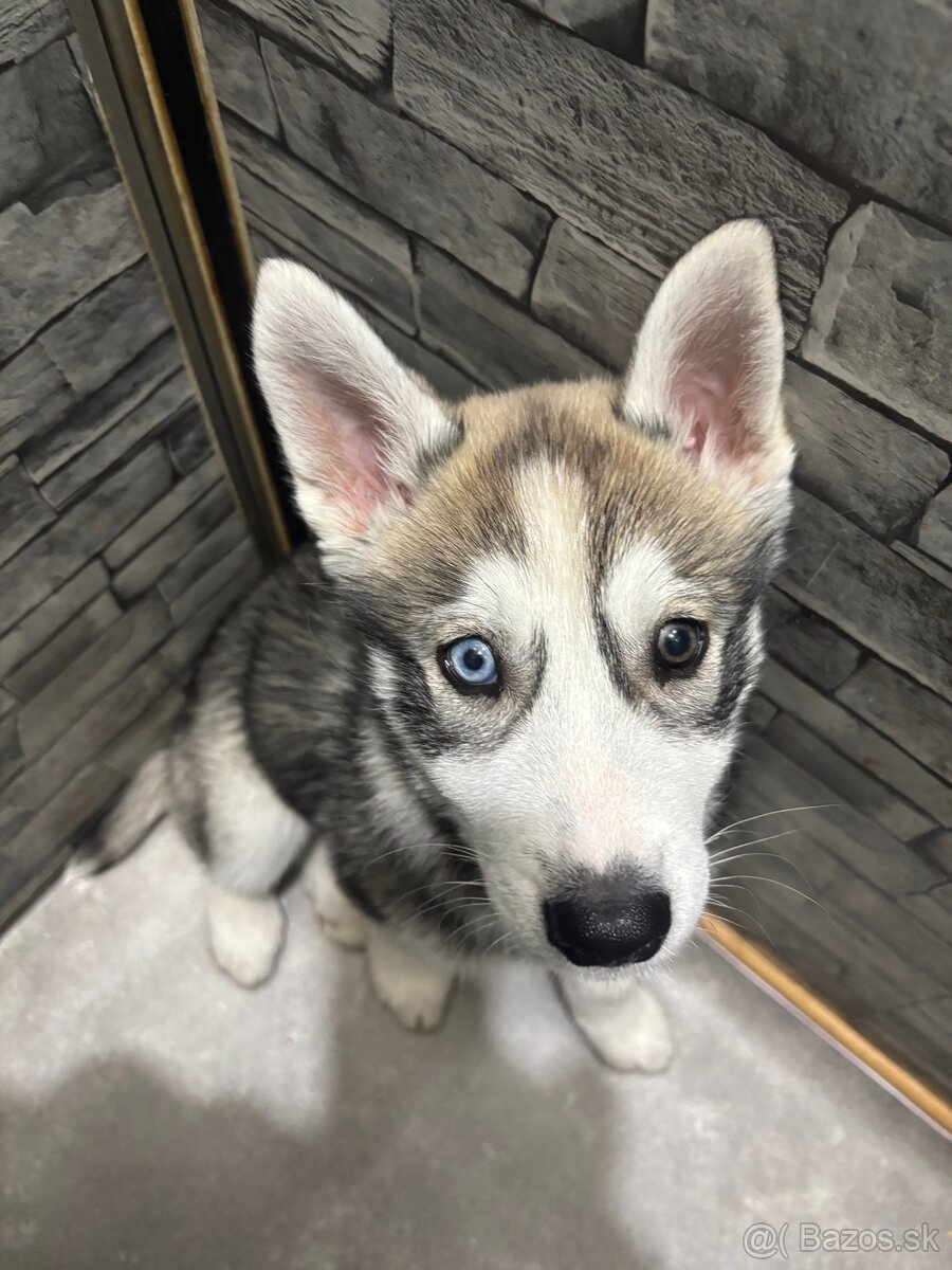 Predám šteniatko - 2