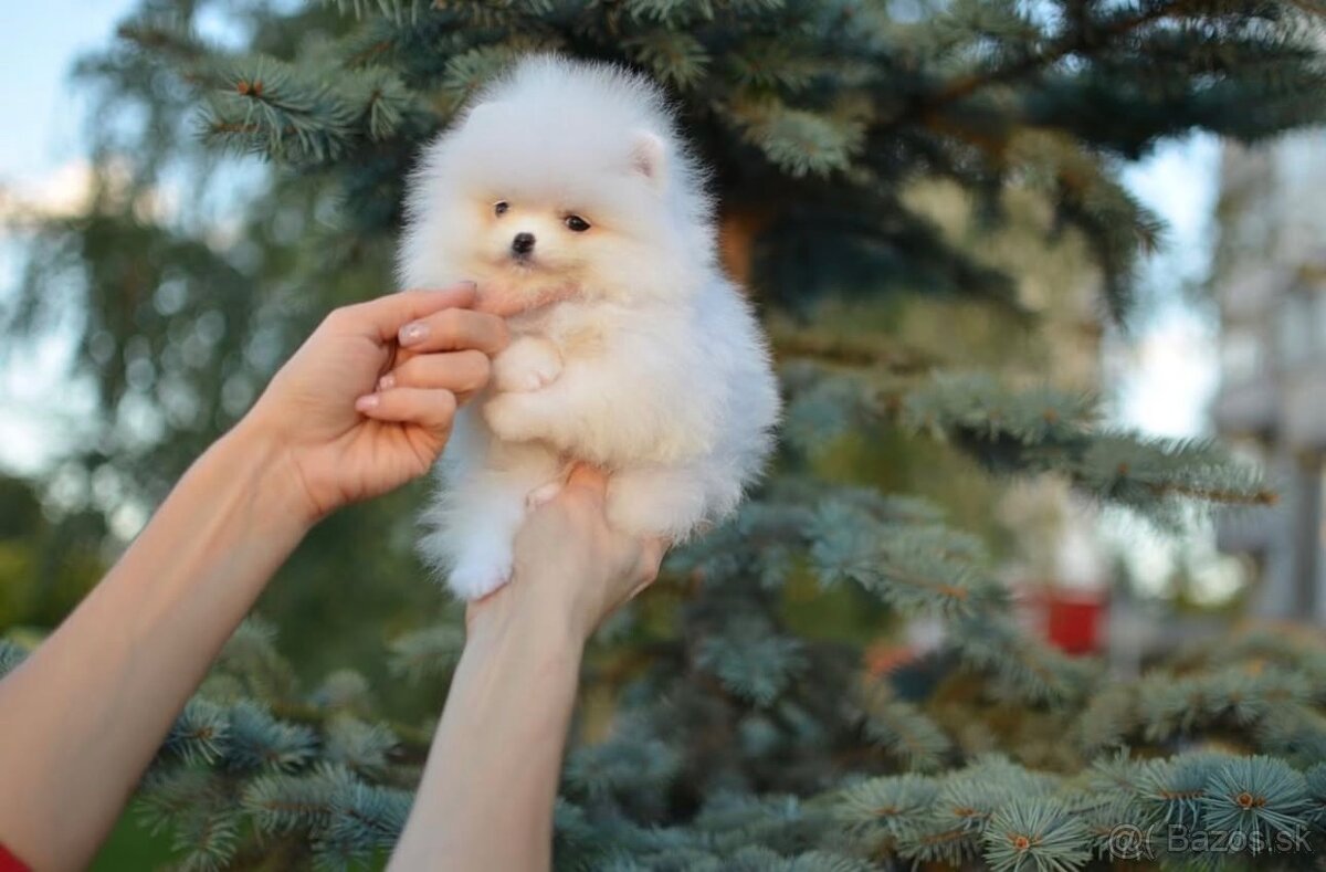 Pomeranian Exclusive - 2
