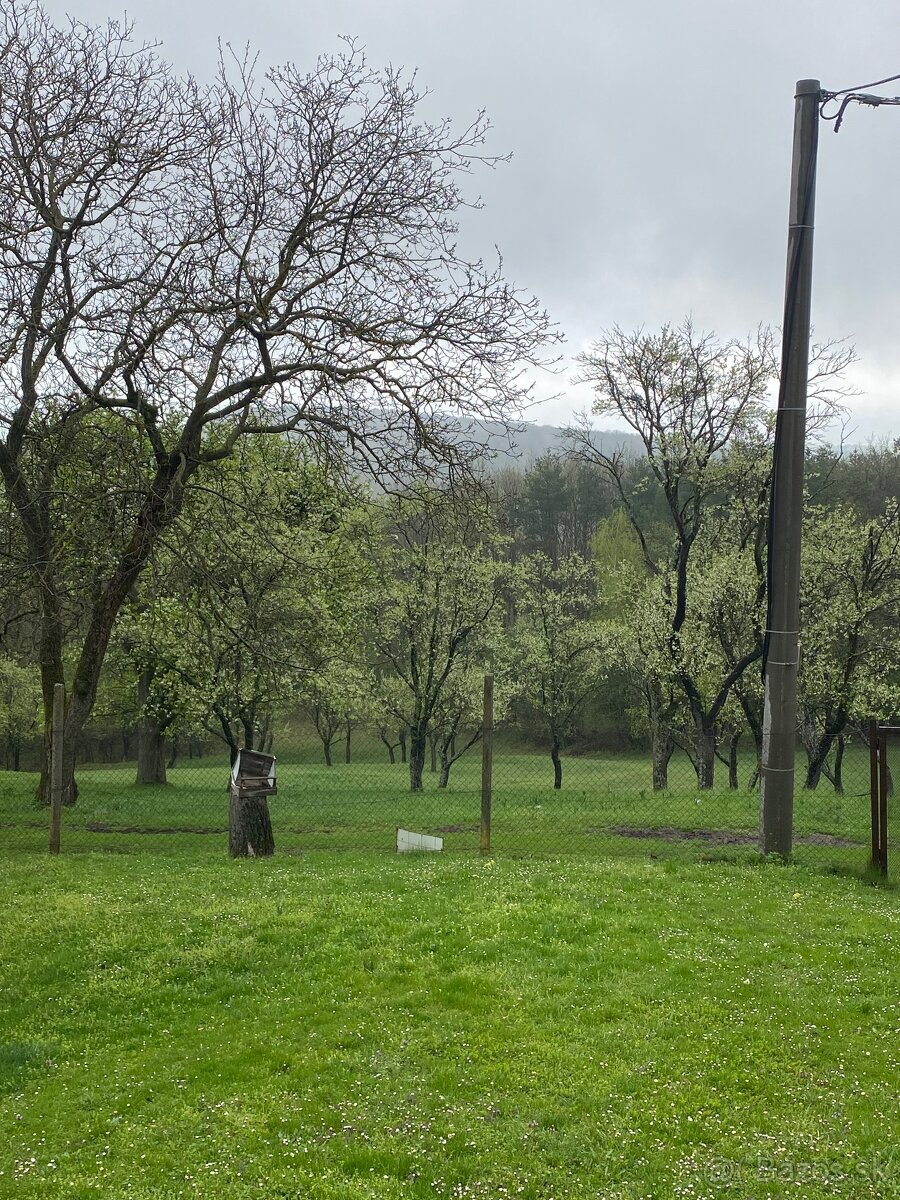 Predám ovocný sad - 2