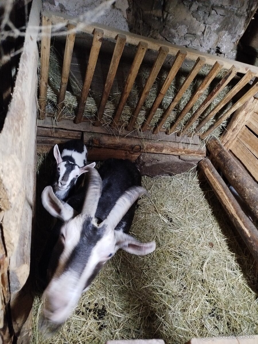 Predám malé kozliatka... - 2