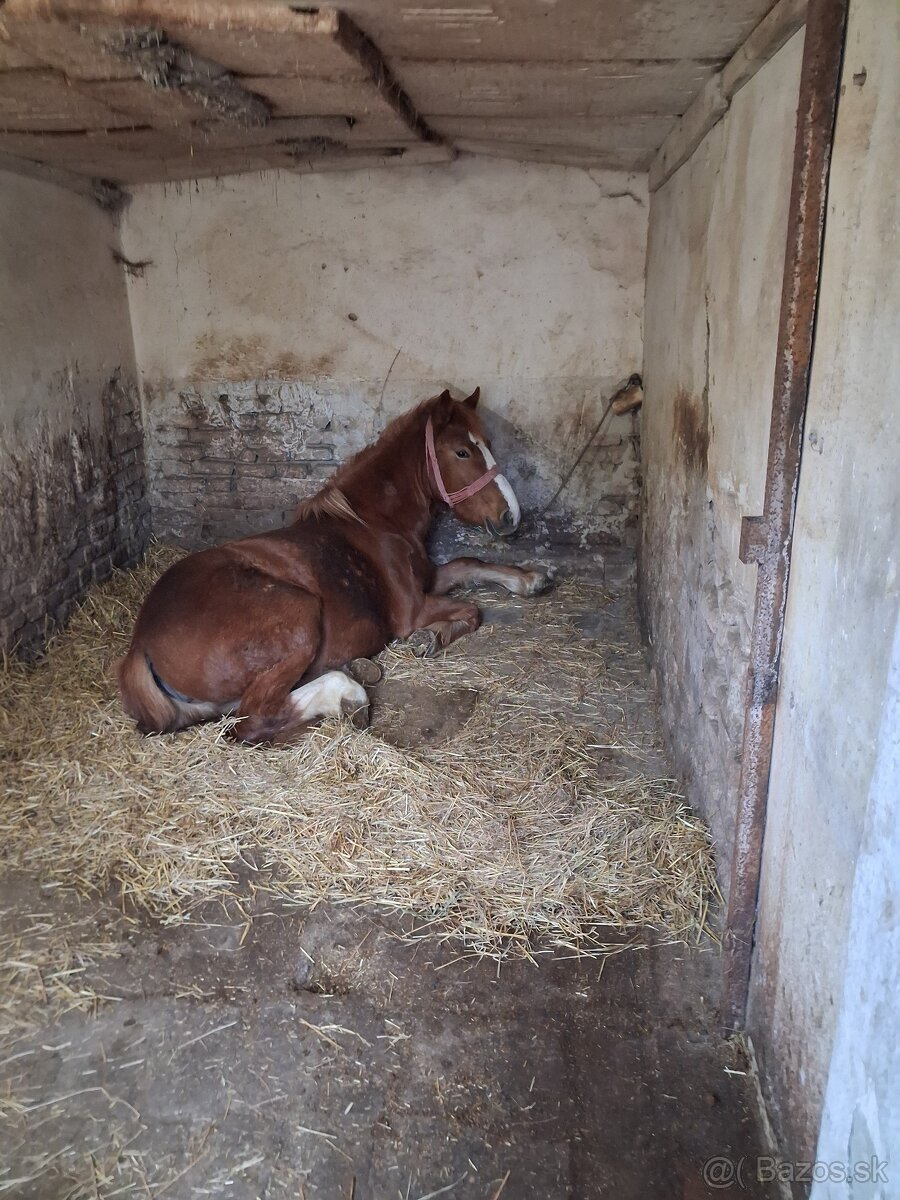 Predám kobylku - 2