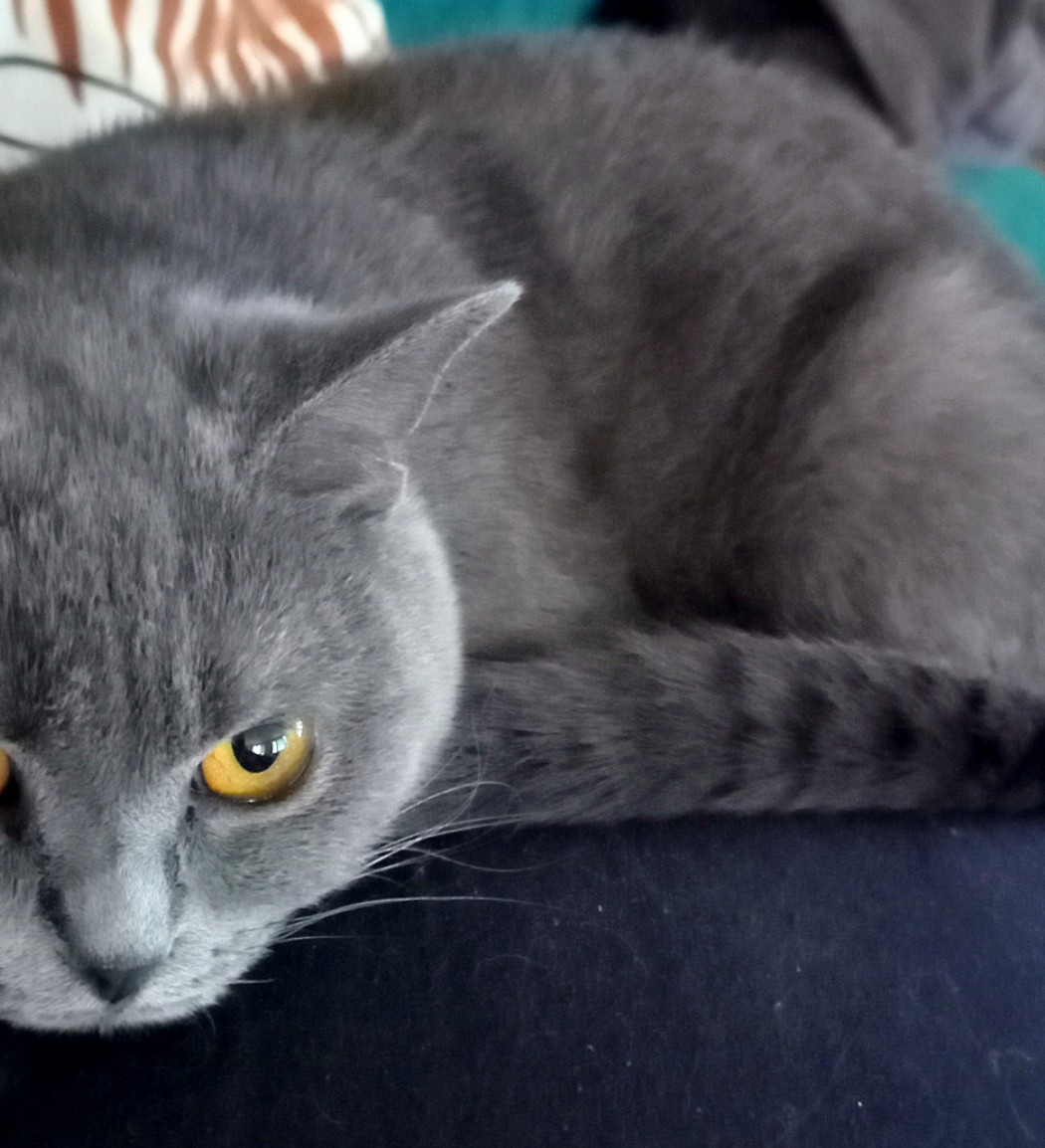 Britská modrá mačka - 2