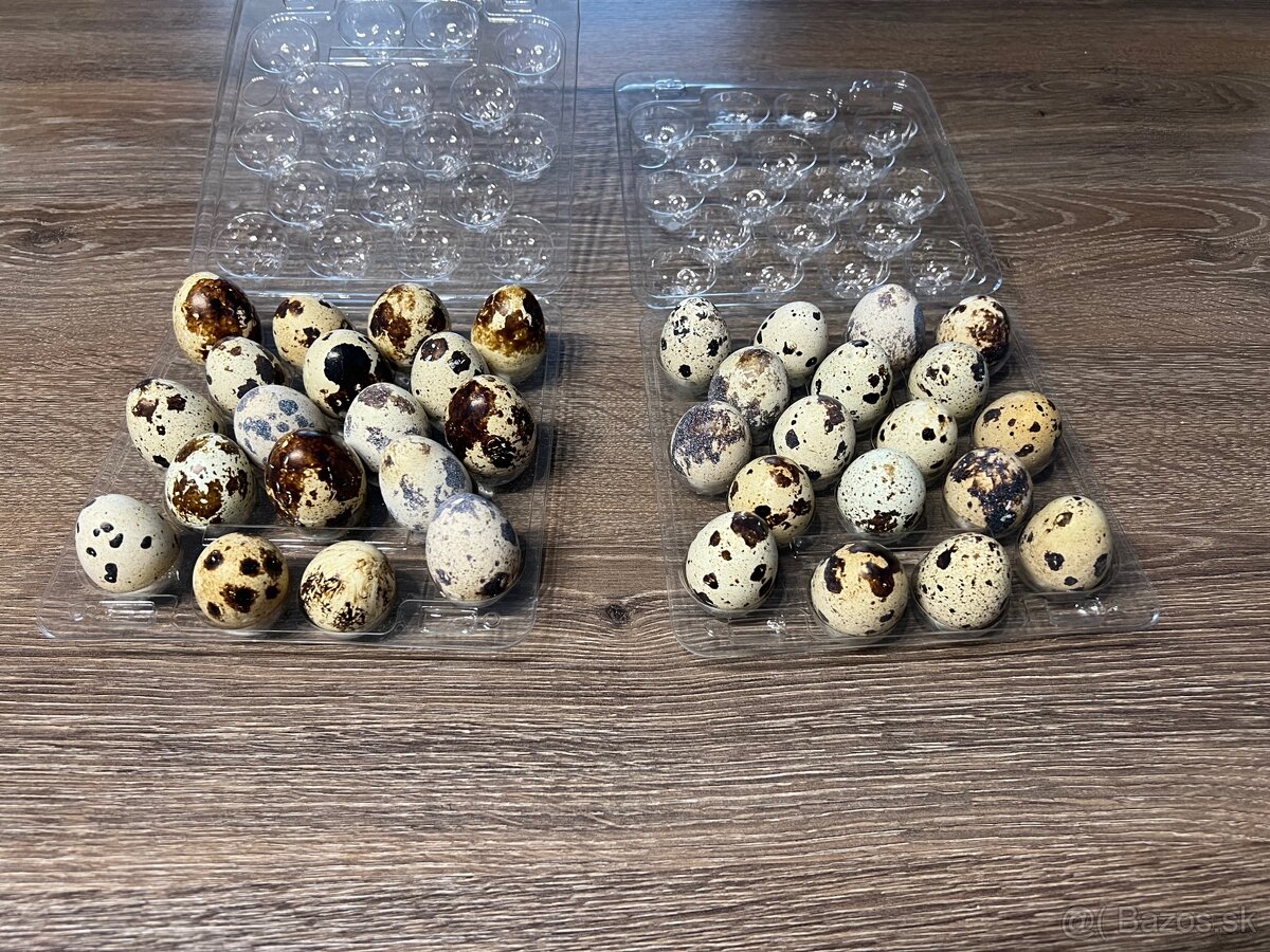 Prepeličie vajička - 2