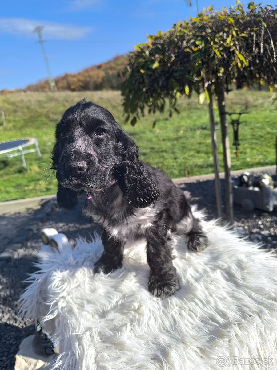 Anglický kokeršpaniel šteniatko - 2