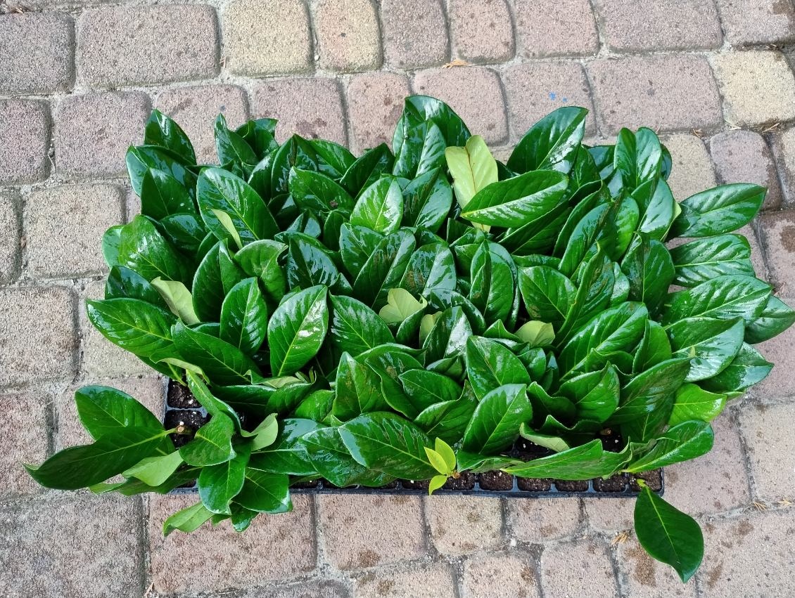 Prunus laurocerasus Vavrínovec ,,NOVITA, 0,38 € - 2