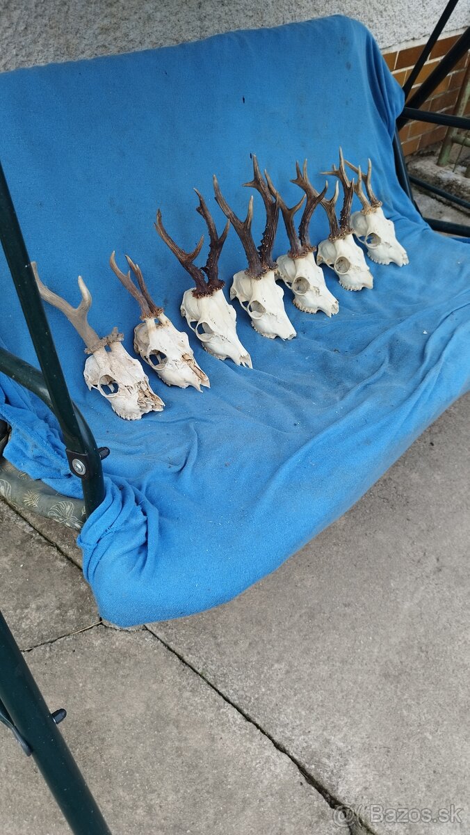 Predám srnčie trofeje parožie, zhody, srnčie. - 2