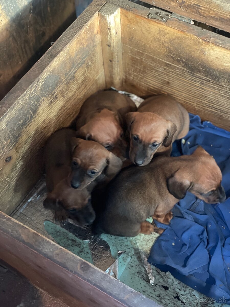 Psi jazvečík krátkosrstý - 2