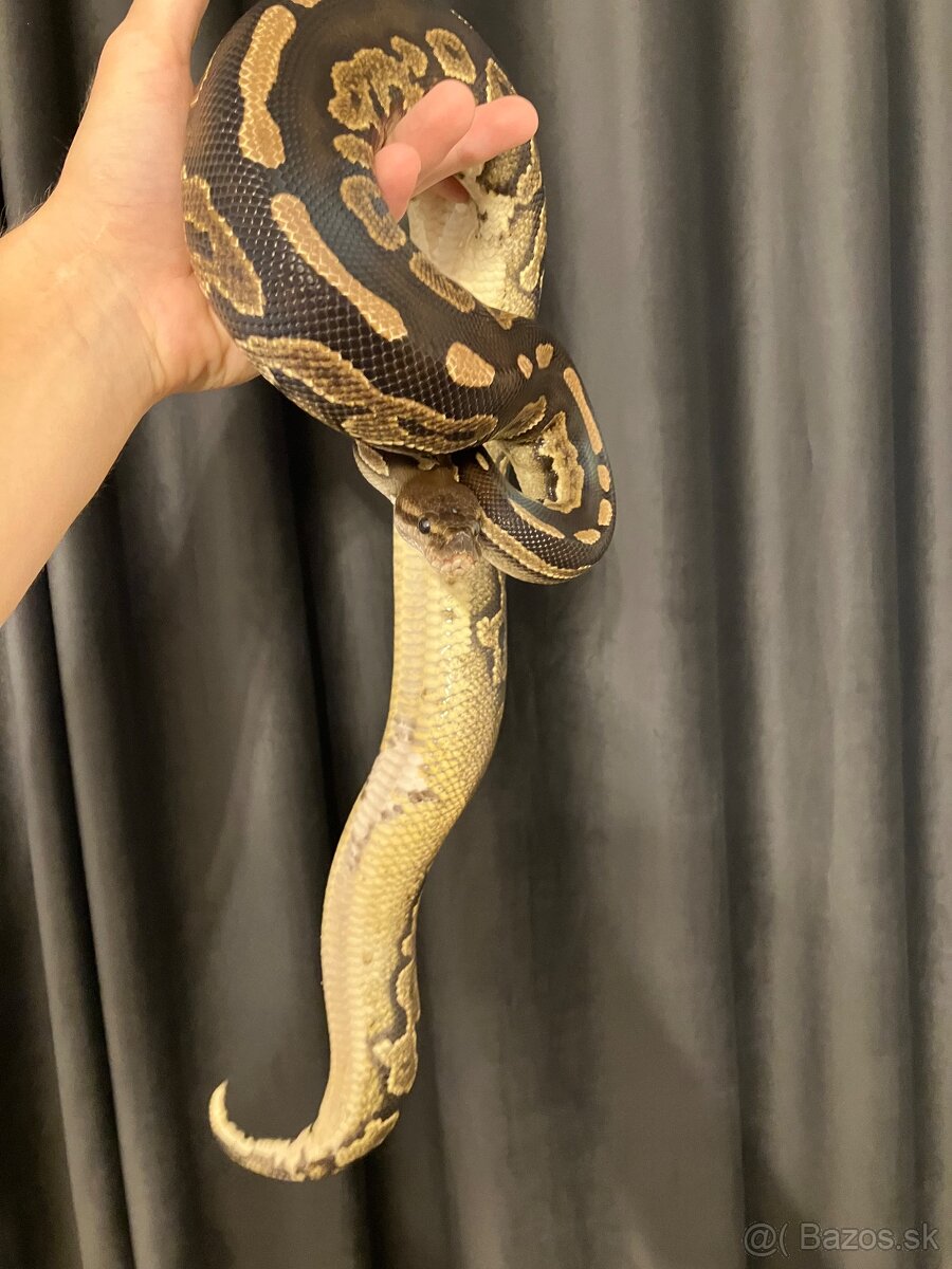 Pytón kráľovský samica Cinnamon 50% het pied (ringer) 11/22 - 2