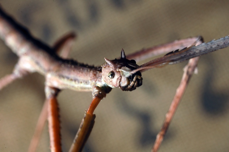 Pakobylka rožkatá - Medauroidea extradentata - 2