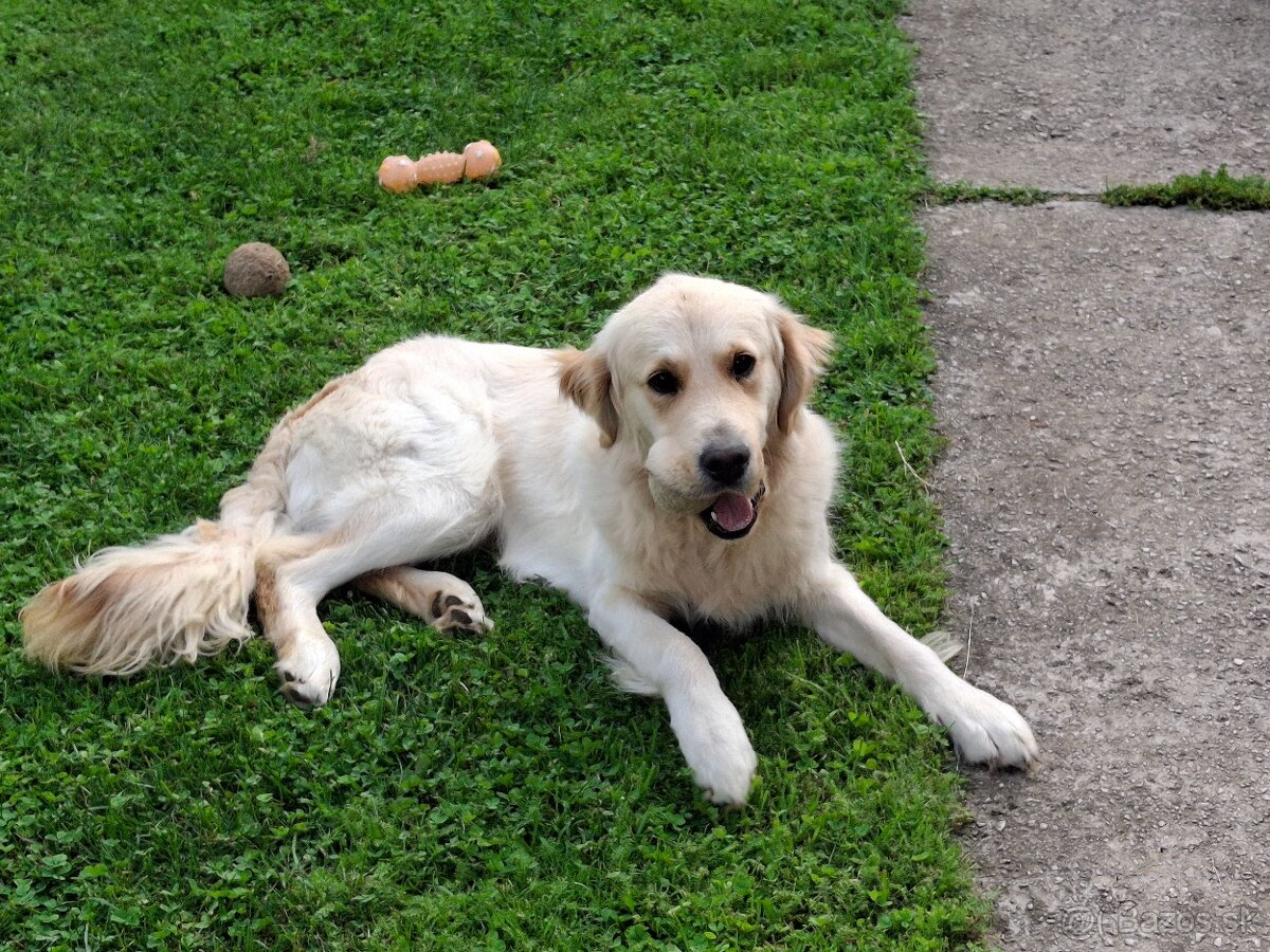 Zlaty retriver - 2