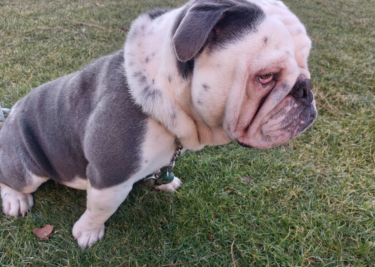 Anglický buldog - 2