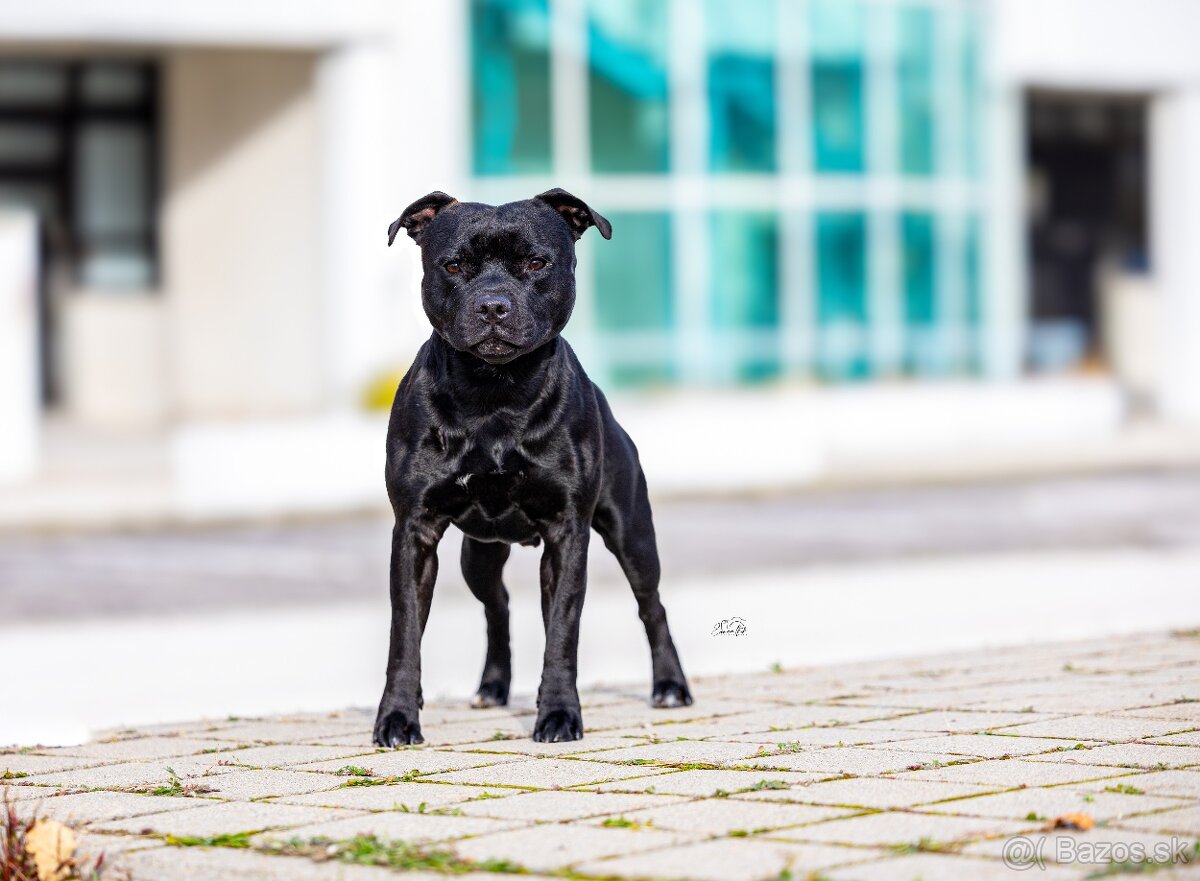 stafordšírsky bulteriér - 2