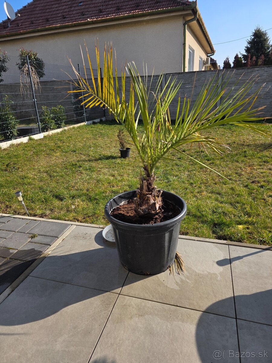 Palma Jubaea Chilensis - 2