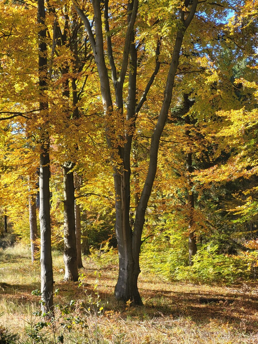 Vymením 3,8 ha lesného pozemku za ornú pôdu - 2