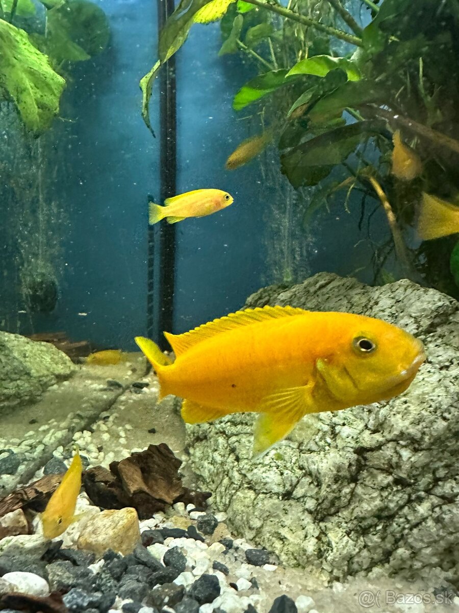 Predám Cichlidy - Pseudotropheus saulosi - Vlastný chov - 2