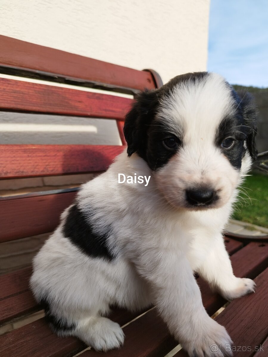 Šteniatka border kólia - 2