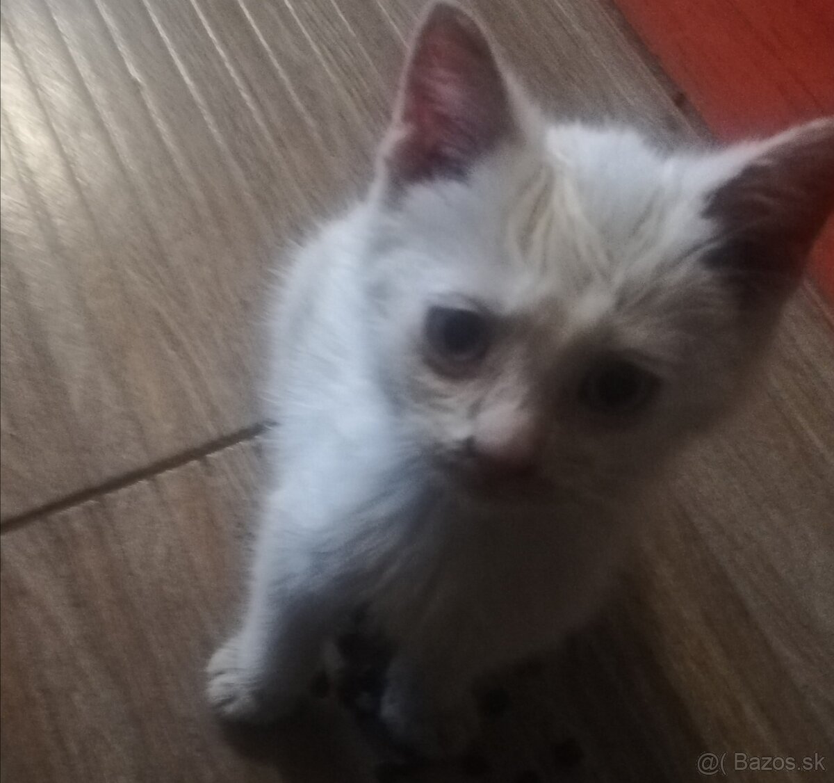 Darujem maciatka - 2