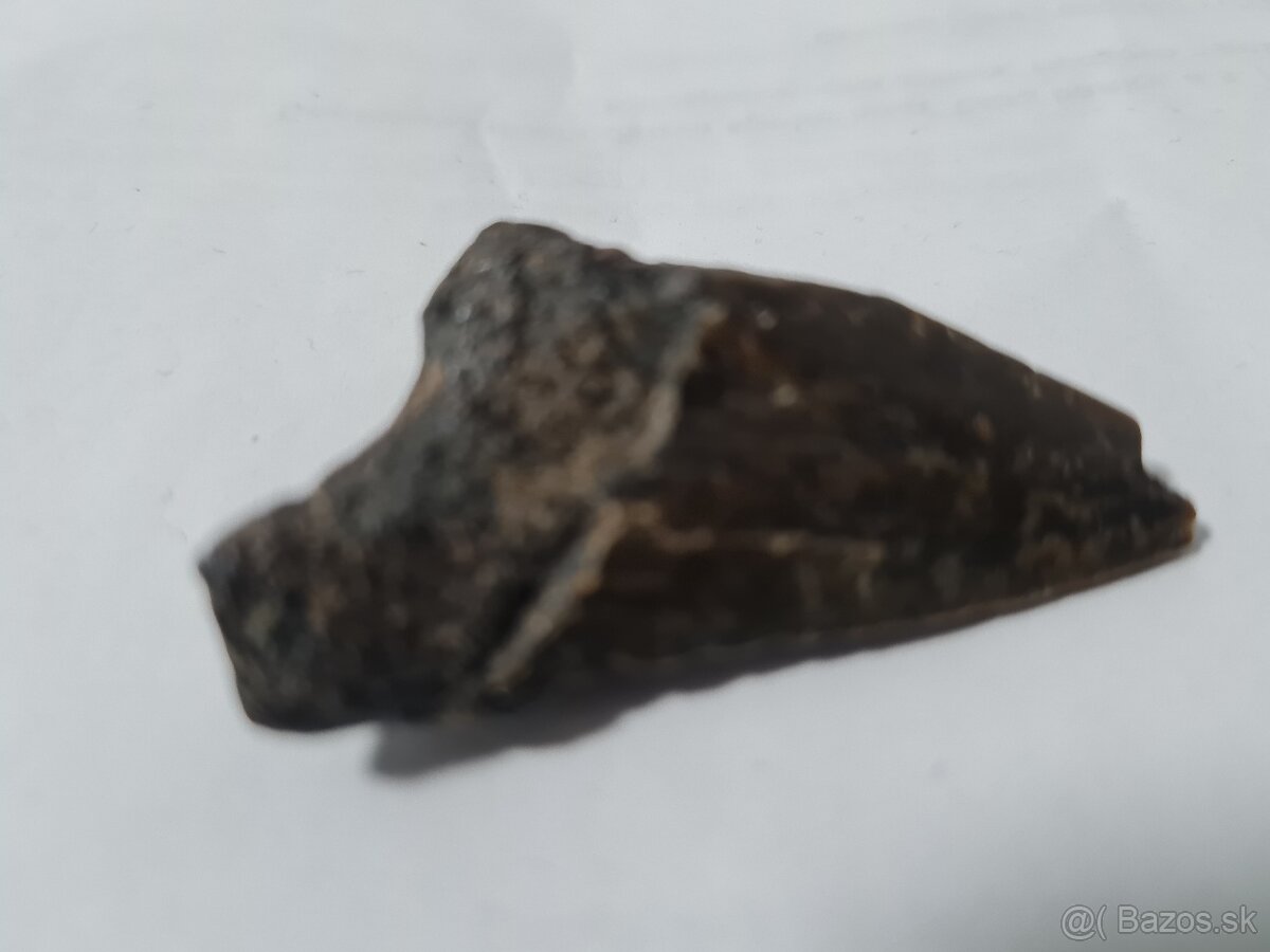 4,7 miliónov rokov skamenelý zub žraloka Megalodona a mušle - 2