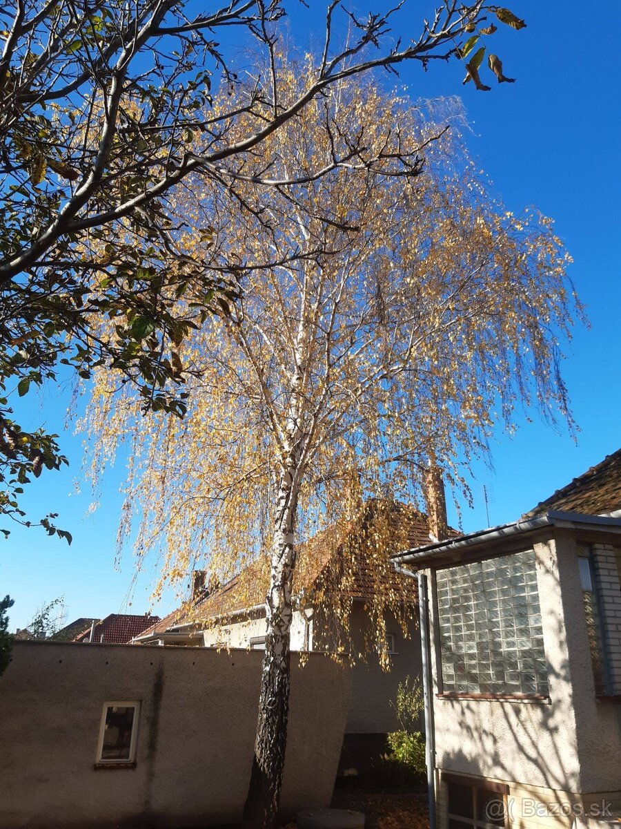 Pílenie a orez stromov - 2