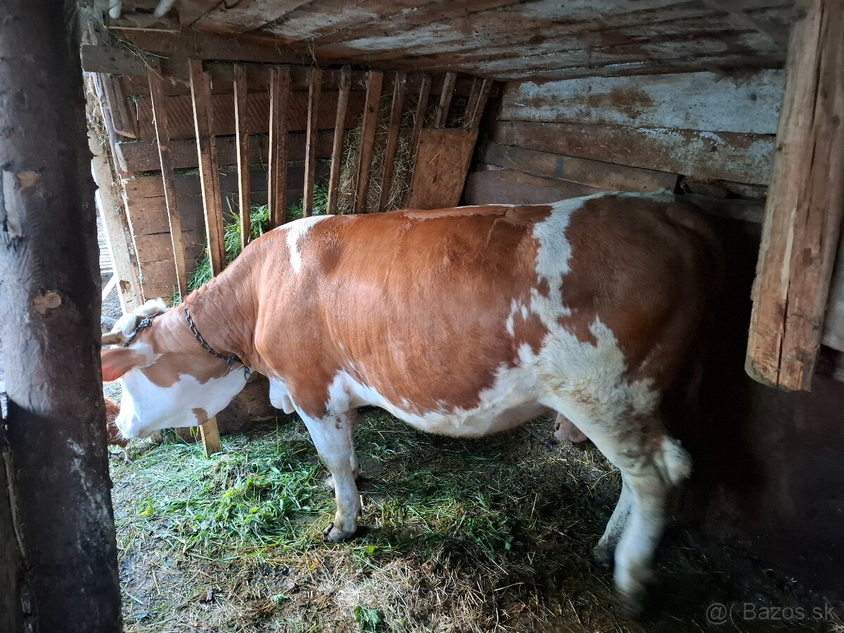 Jalovica - 2