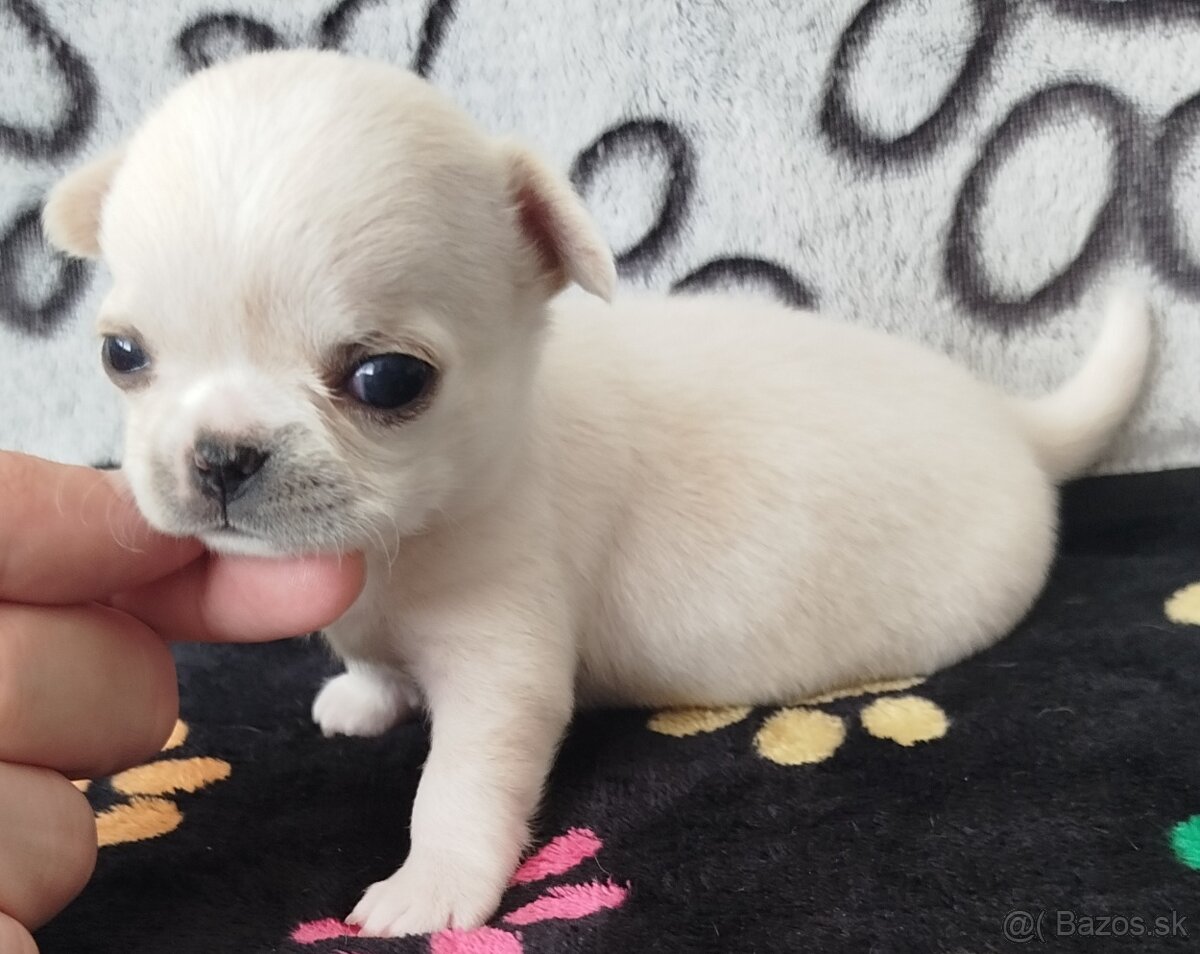 Čivava mini psík krátkosrstý - 2