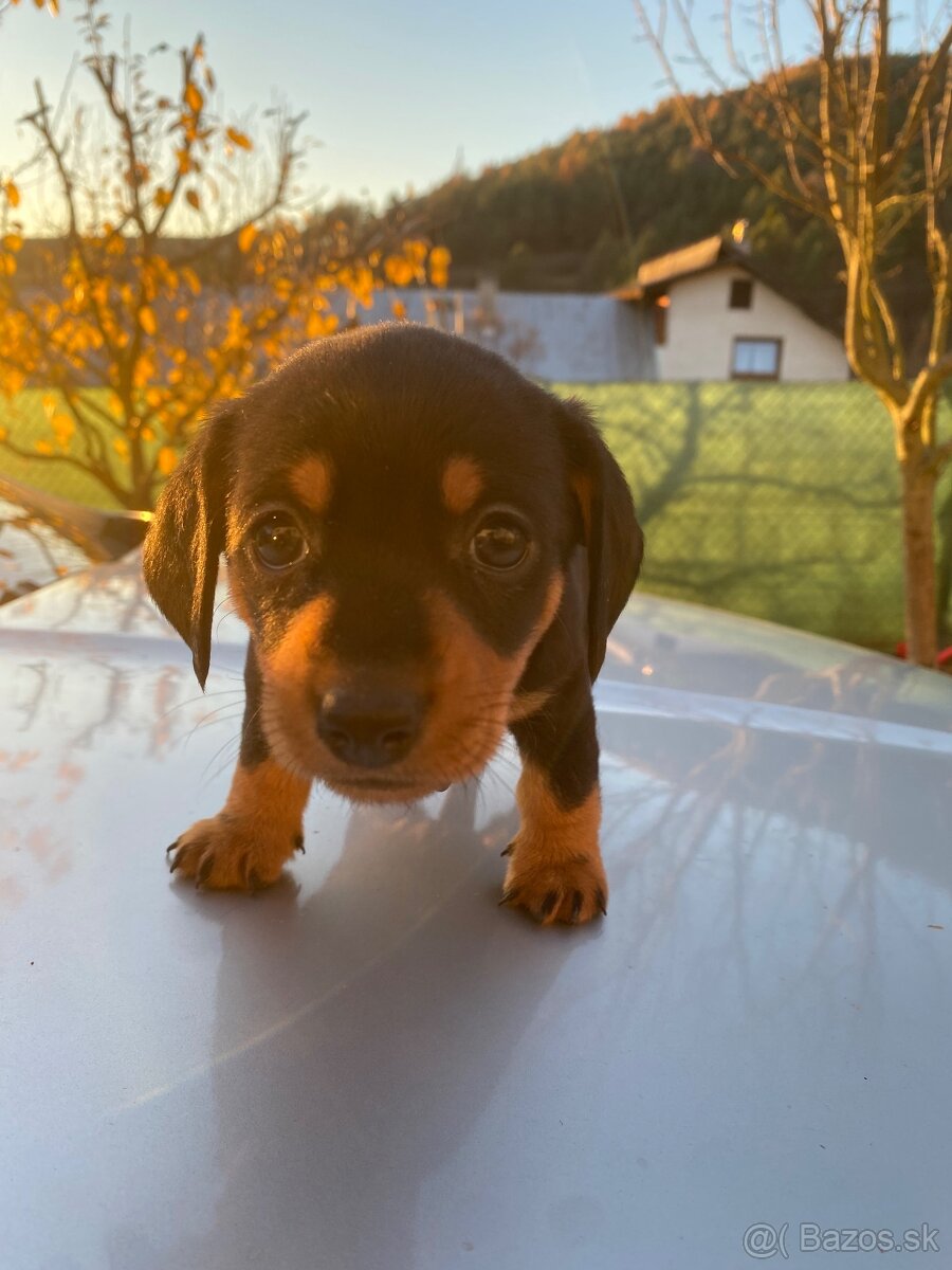 Jazvečík krátkosrstý - 2