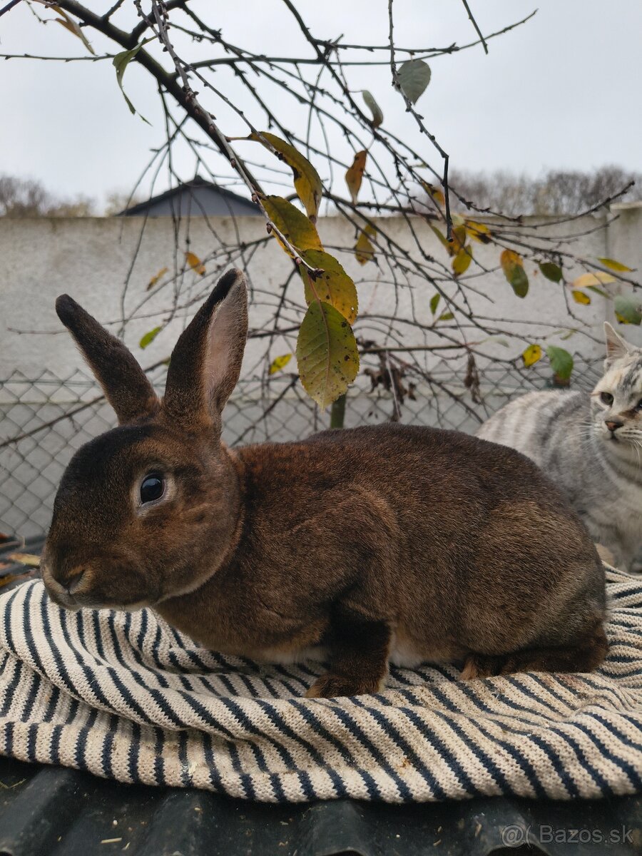 Castorex - samička - 2