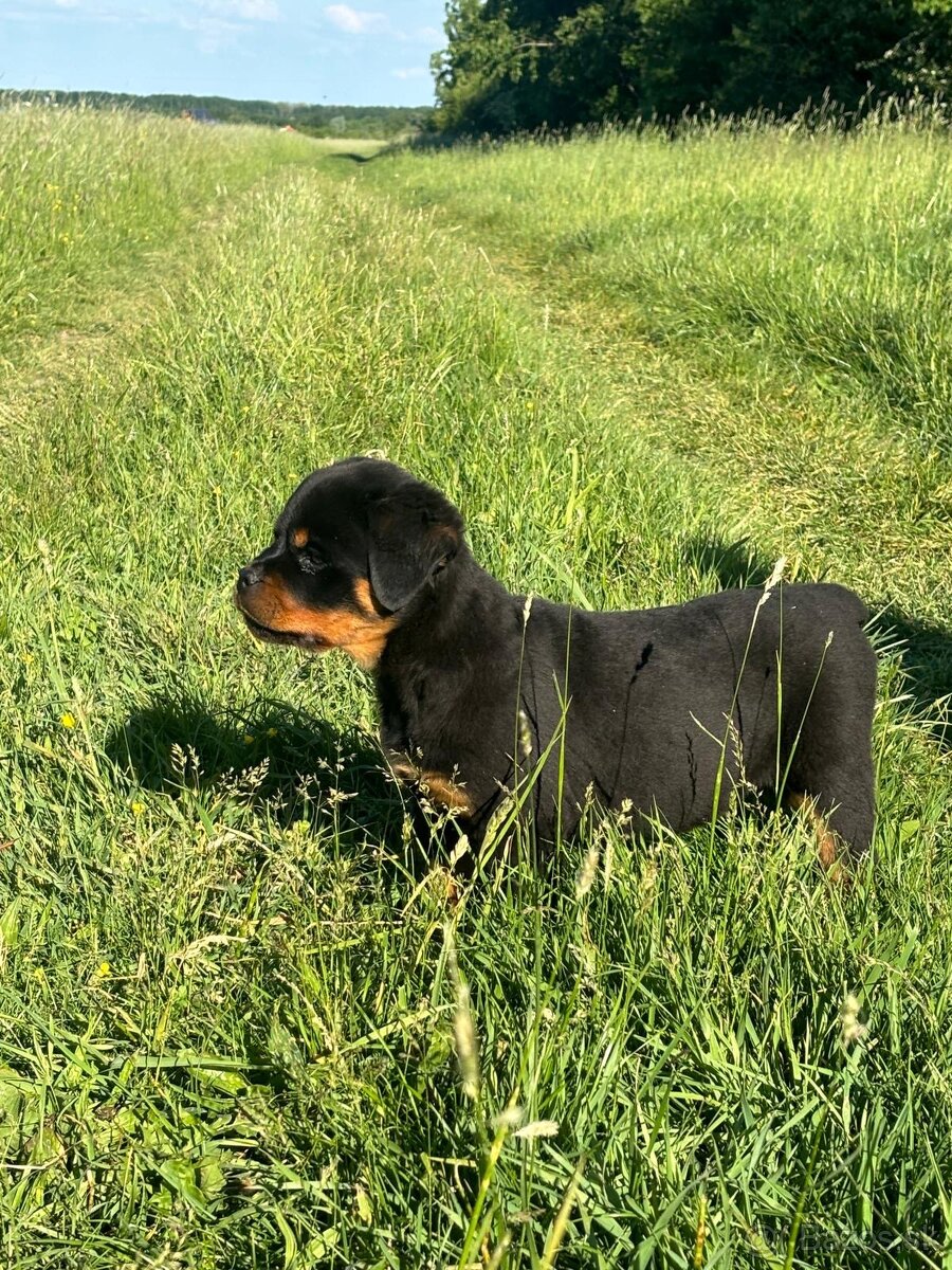 Rottweiler, rotvajler, rottwailer, rtw - 2