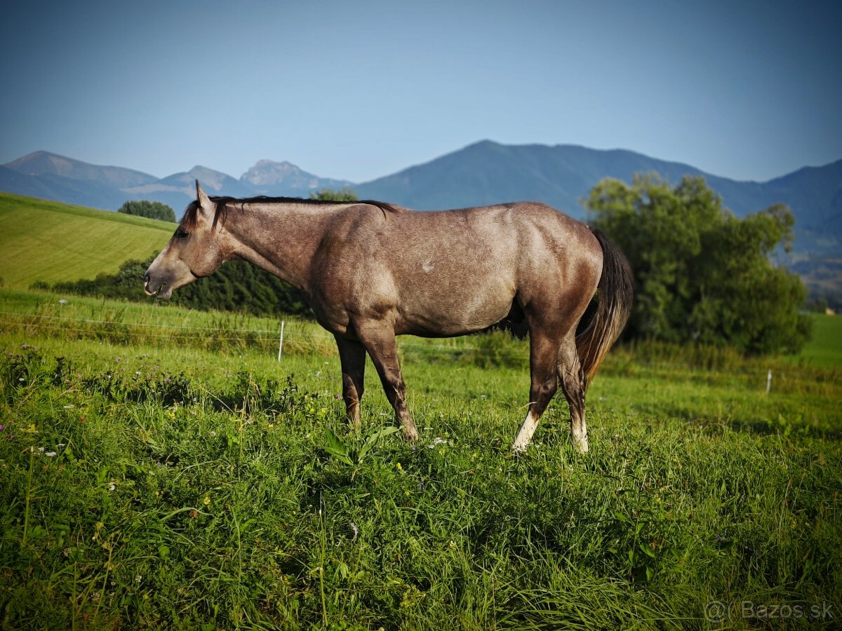 Pripuštanie American quarter horse - 2