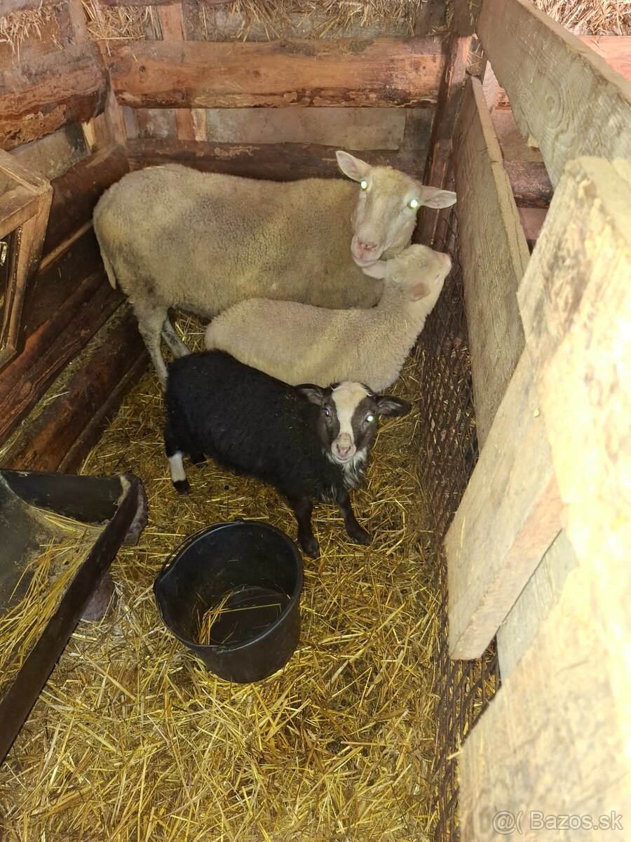 Predám ovce - 2