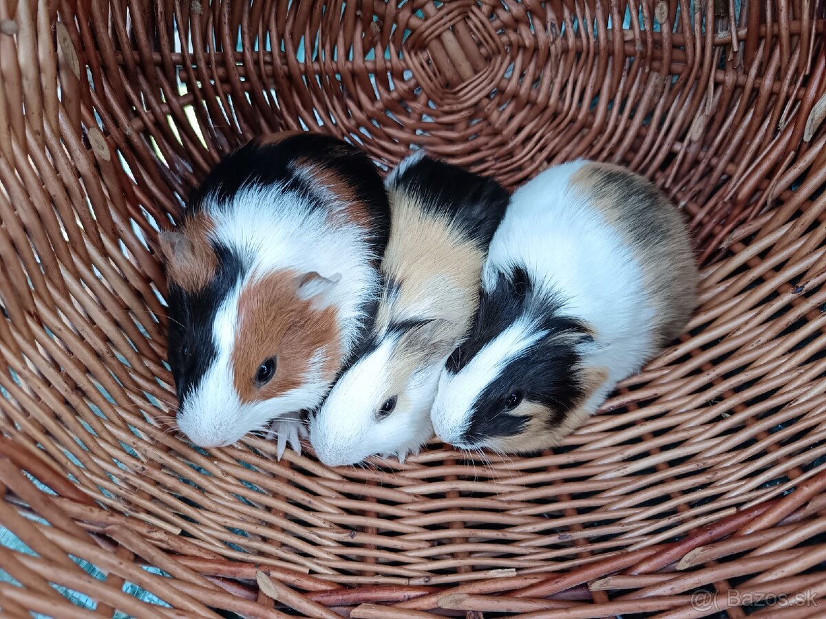 Predám morčatá - samičky - 2