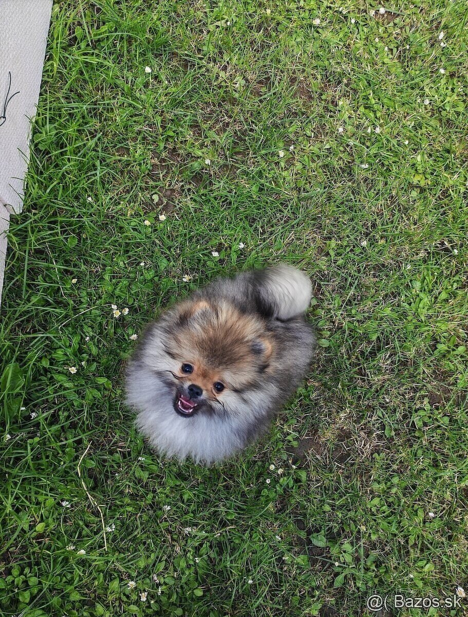 Pomeranian psik - 2