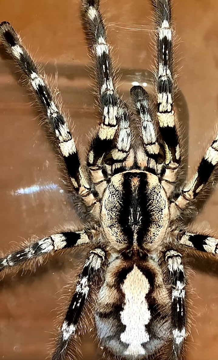 Tarantula,vtackar,pavuk - 2