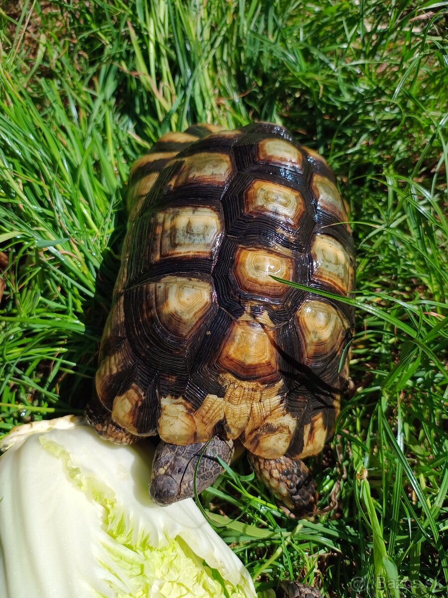 Suchozemská korytnačka - testudo Marginata - 2