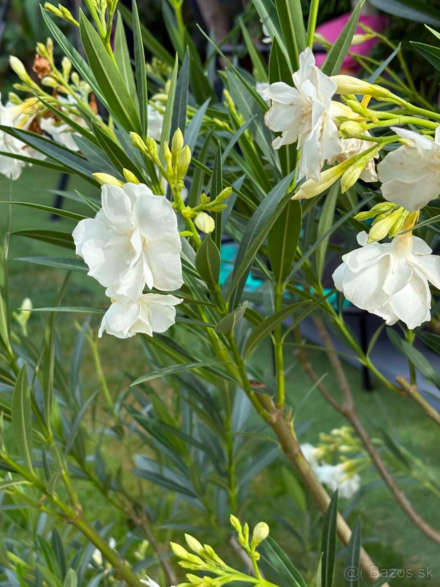 Oleander 150 cm - 2