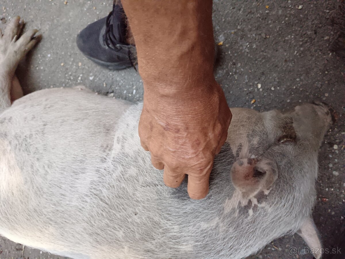 Gottingenské prasiatka - 2
