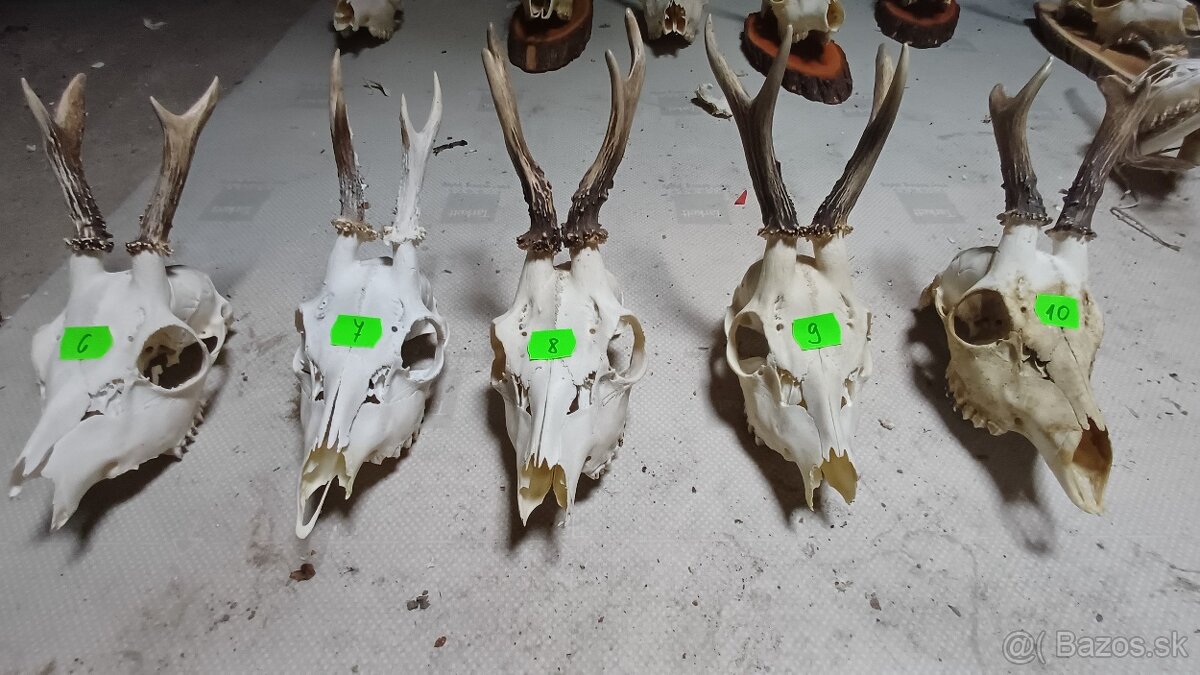 Trofeje - srnec, parožie - 2