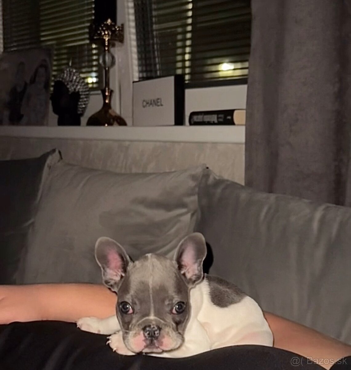 Francúzsky buldoček - 2