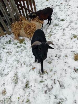 Kamerúnska ovca - 2