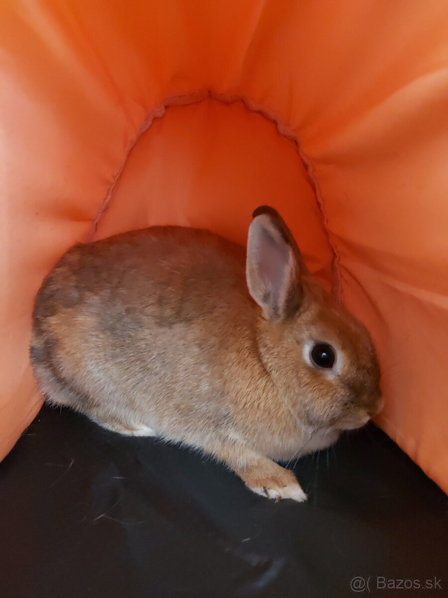 Dospelý zakrslý králik - 2